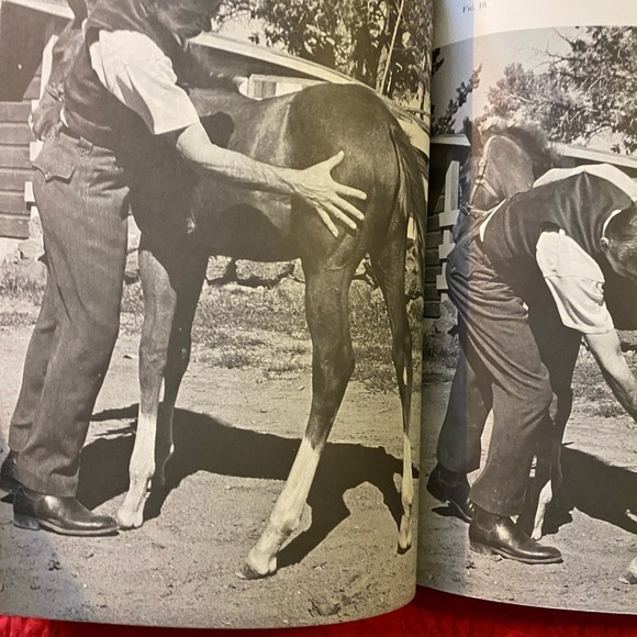 Horse Book 📕 - Picture 10 of 12